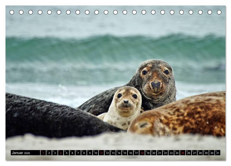 Produktbild: Robben an der Nordsee (Tischkalender 2026 DIN A5 quer), CALVENDO Monatskalender