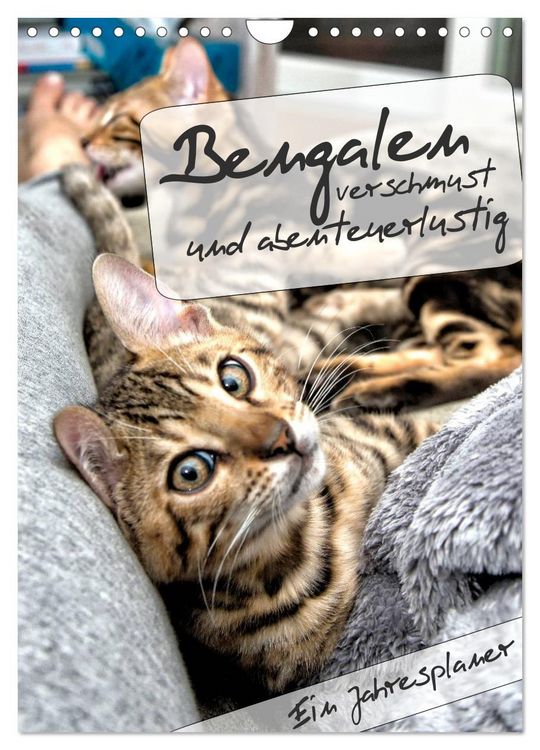 Produktbild: Bengalen - verschmust und abenteuerlustig (Wandkalender 2026 DIN A4 hoch), CALVENDO Monatskalender