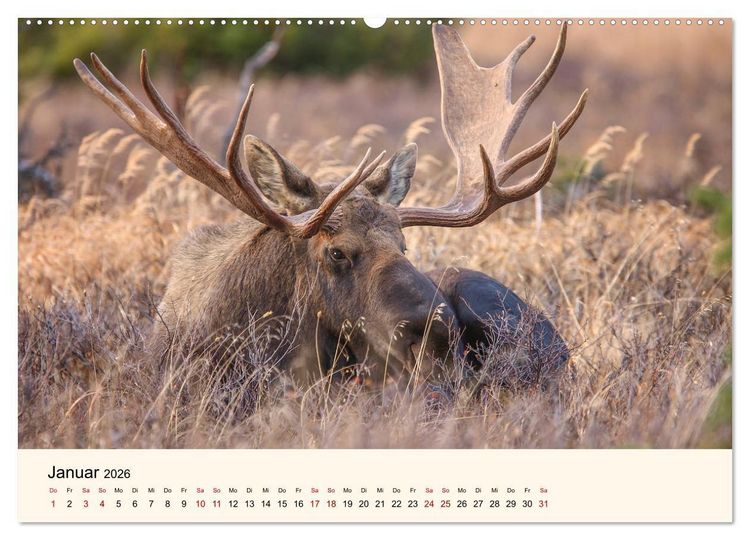 Produktbild: Der Elch - K&ouml;nig des Nordens (hochwertiger Premium Wandkalender 2026 DIN A2 quer), Kunstdruck in Hochglanz