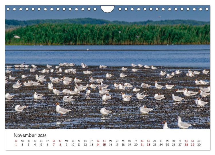 Produktbild: Donau-Delta (Wandkalender 2026 DIN A4 quer), CALVENDO Monatskalender