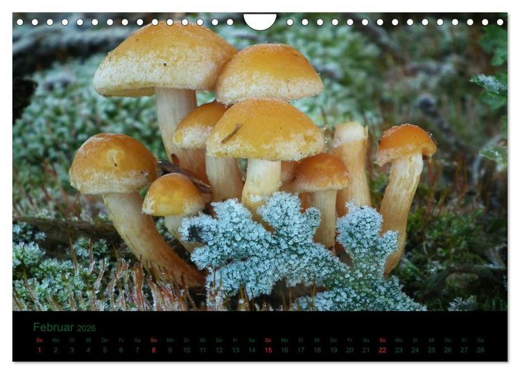 Produktbild: Im Reich der Pilze (Wandkalender 2026 DIN A4 quer), CALVENDO Monatskalender