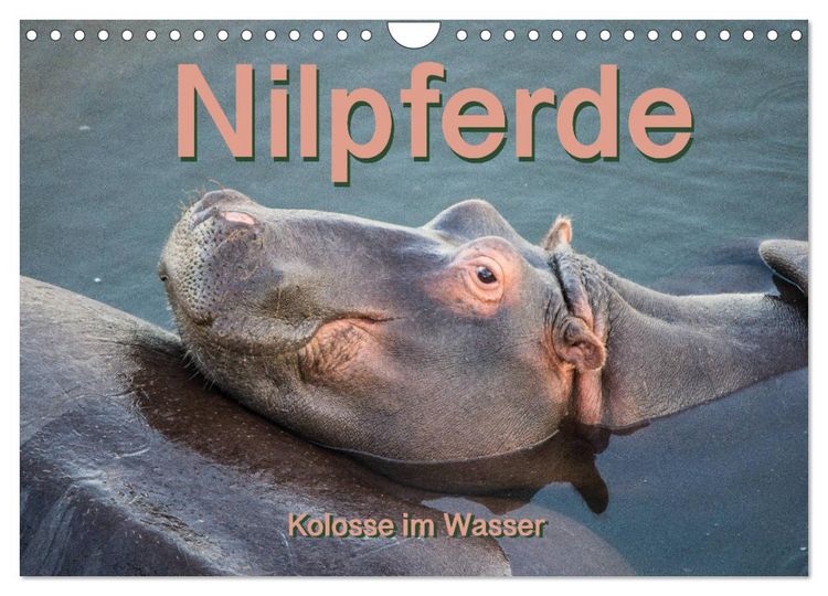 Produktbild: Nilpferde, Kolosse im Wasser (Wandkalender 2026 DIN A4 quer), CALVENDO Monatskalender