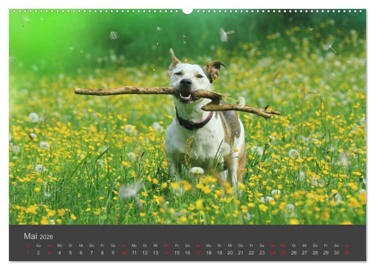 Produktbild: HUNDE LEBEN IST BUNT (Wandkalender 2026 DIN A2 quer), CALVENDO Monatskalender