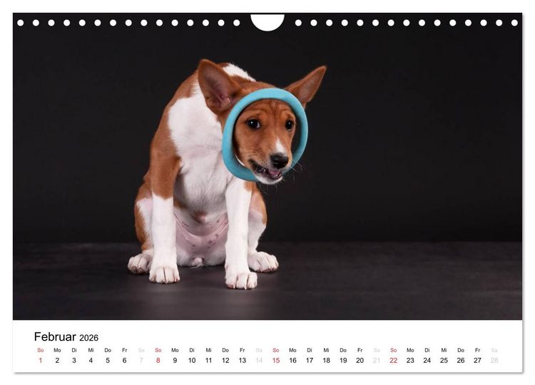 Produktbild: Allerliebste Basenji Welpen 2026 (Wandkalender 2026 DIN A4 quer), CALVENDO Monatskalender