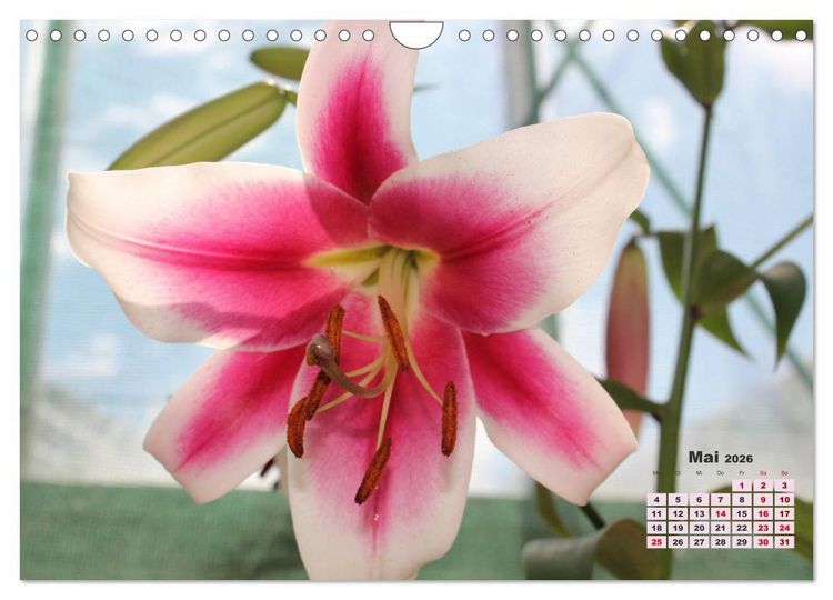 Produktbild: Lilien (Lilium) (Wandkalender 2026 DIN A4 quer), CALVENDO Monatskalender