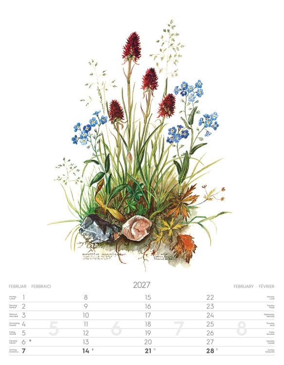 Produktbild: Alpenblumen-Aquarelle Kalender 2027