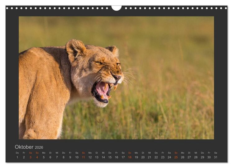 Produktbild: L&ouml;wen Wildlife-Fotografien (Wandkalender 2026 DIN A3 quer), CALVENDO Monatskalender