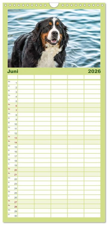 Produktbild: Familienplaner 2026 - Berner Sennenhunde - Traumhunde mit Charme mit 5 Spalten (Wandkalender, 21 x 45 cm) CALVENDO