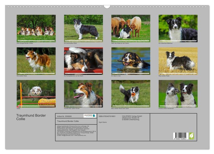 Produktbild: Traumhund Border Collie (Wandkalender 2026 DIN A2 quer), CALVENDO Monatskalender