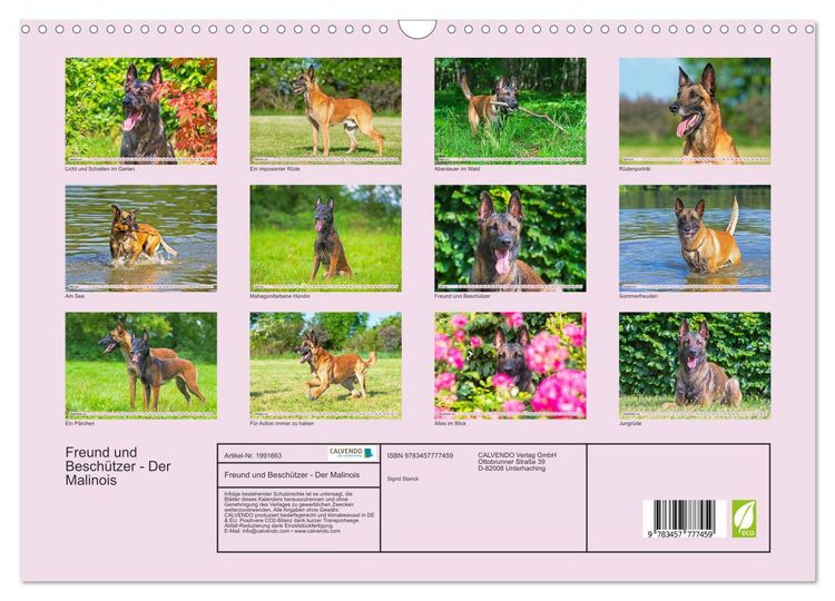 Produktbild: Freund und Besch&uuml;tzer - Der Malinois (Wandkalender 2026 DIN A3 quer), CALVENDO Monatskalender