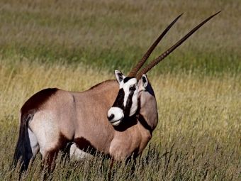 Produktbild: CALVENDO Puzzle Oryx im Gras, Afrika | 1000 Teile Lege-Gr&ouml;&szlig;e 64x48cm Foto-Puzzle f&uuml;r gl&uuml;ckliche Stunden