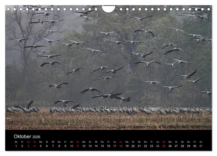 Produktbild: Kranich-Land Brandenburg (Wandkalender 2026 DIN A4 quer), CALVENDO Monatskalender