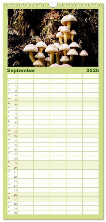 Produktbild: Familienplaner 2026 - Schwammerl Egerlinge Pilze mit 5 Spalten (Wandkalender, 21 x 45 cm) CALVENDO