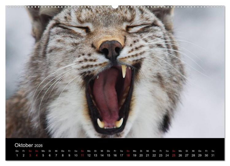 Produktbild: Der Luchs (Wandkalender 2026 DIN A2 quer), CALVENDO Monatskalender