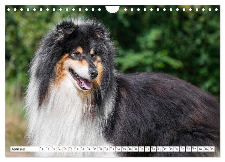 Produktbild: Traumhund Collie - Mein bester Freund (Wandkalender 2026 DIN A4 quer), CALVENDO Monatskalender