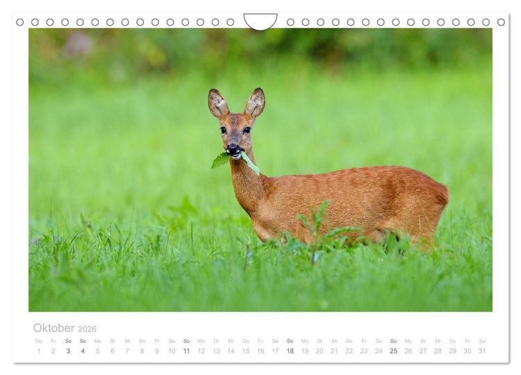Produktbild: Rehwild 2026 (Wandkalender 2026 DIN A4 quer), CALVENDO Monatskalender