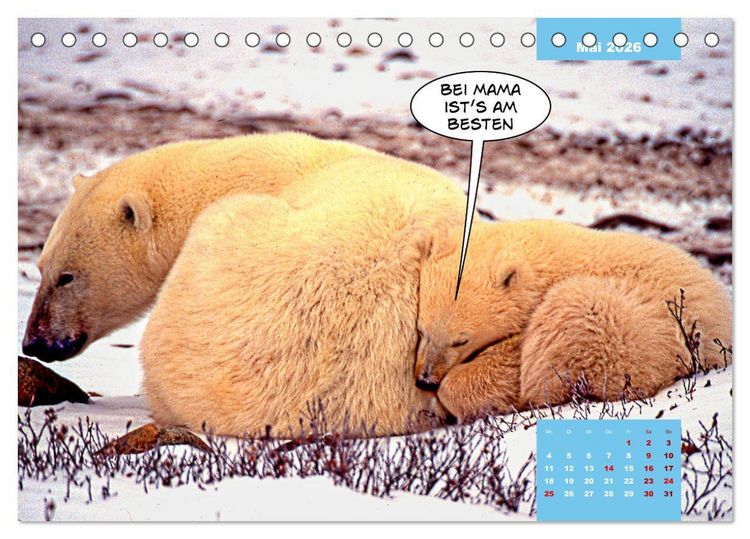 Produktbild: Lustige Eisb&auml;ren (Tischkalender 2026 DIN A5 quer), CALVENDO Monatskalender