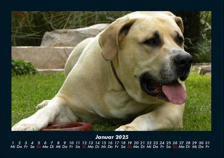 Produktbild: Hundezauber 2025 Fotokalender DIN A4