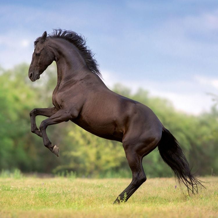 Produktbild: Pferde / Horses 2027