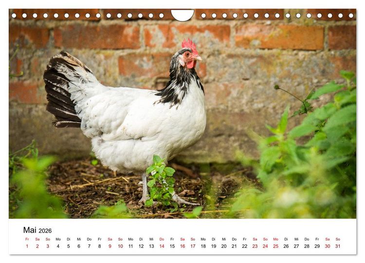 Produktbild: Alte Nutztierrassen 2026 (Wandkalender 2026 DIN A4 quer), CALVENDO Monatskalender