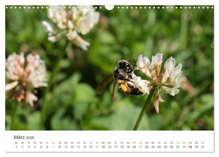Produktbild: Wildbienen im Garten (Wandkalender 2026 DIN A3 quer), CALVENDO Monatskalender