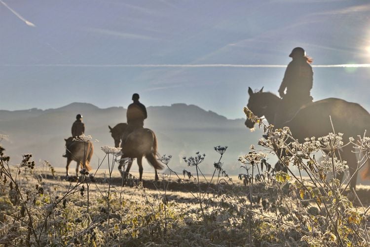 Produktbild: Trakehner - Des K&ouml;nigs letzte Pferde