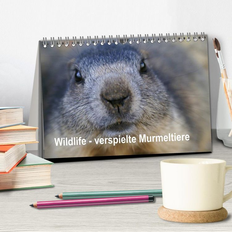 Produktbild: Wildlife - Verspielte Murmeltiere (Tischkalender 2026 DIN A5 quer), CALVENDO Monatskalender