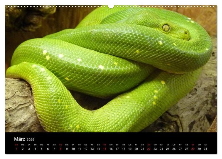 Produktbild: Schlangen (hochwertiger Premium Wandkalender 2026 DIN A2 quer), Kunstdruck in Hochglanz