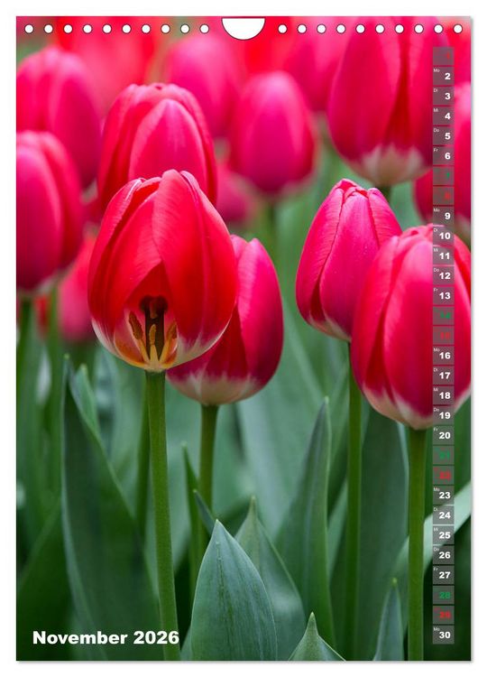 Produktbild: Tulpen - die Fr&uuml;hlingsblume (Wandkalender 2026 DIN A4 hoch), CALVENDO Monatskalender