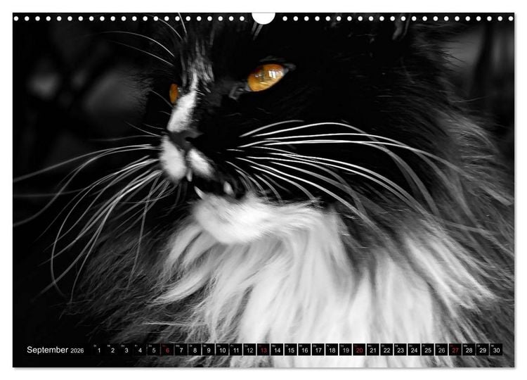 Produktbild: KATZEN Beautys (Wandkalender 2026 DIN A3 quer), CALVENDO Monatskalender