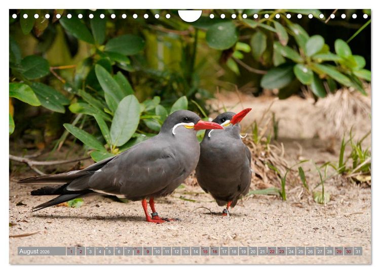 Produktbild: Weltvogelpark Walsrode - Die Vielfalt der Vogelarten (Wandkalender 2026 DIN A4 quer), CALVENDO Monatskalender