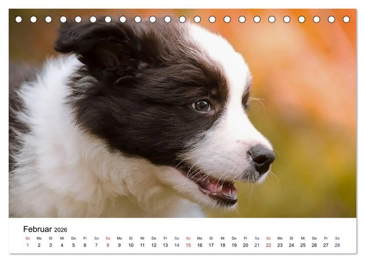 Produktbild: Pfotastische Border Collie Welpen (Tischkalender 2026 DIN A5 quer), CALVENDO Monatskalender