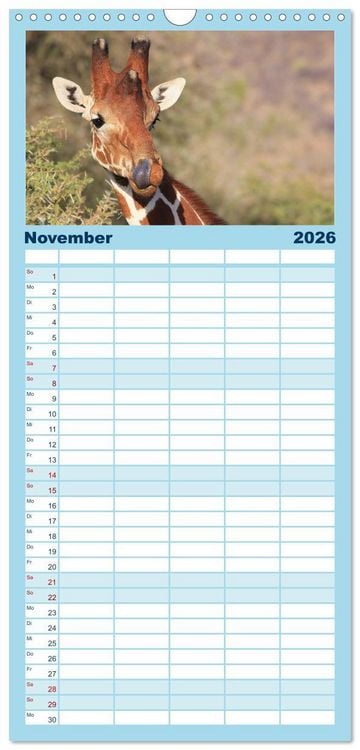 Produktbild: Familienplaner 2026 - Giraffen - Sanftheit und Anmut mit 5 Spalten (Wandkalender, 21 x 45 cm) CALVENDO
