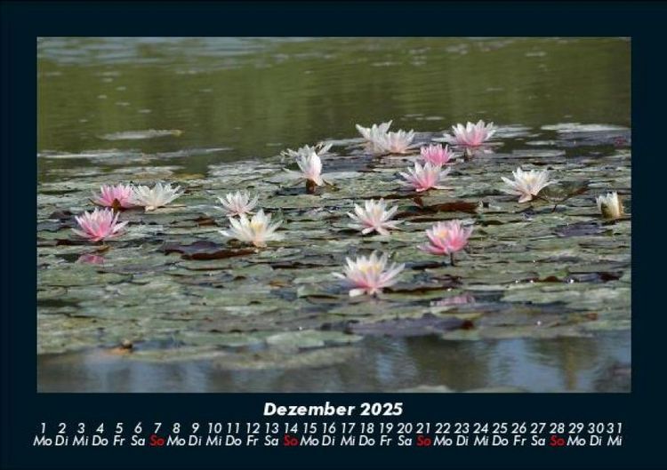 Produktbild: Rosen-Kalender 2025 Fotokalender DIN A5