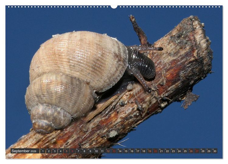 Produktbild: DIE SCHNECKEN EUROPAS (hochwertiger Premium Wandkalender 2026 DIN A2 quer), Kunstdruck in Hochglanz