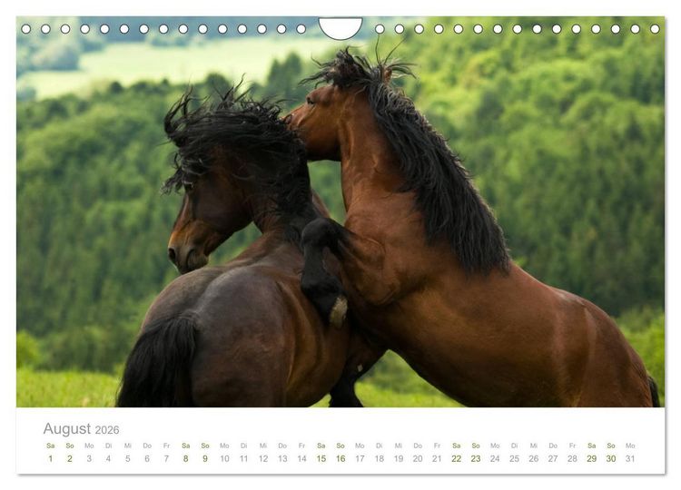 Produktbild: Faszination und Vielfalt - Schwarzw&auml;lder Kaltblut (Wandkalender 2026 DIN A4 quer), CALVENDO Monatskalender