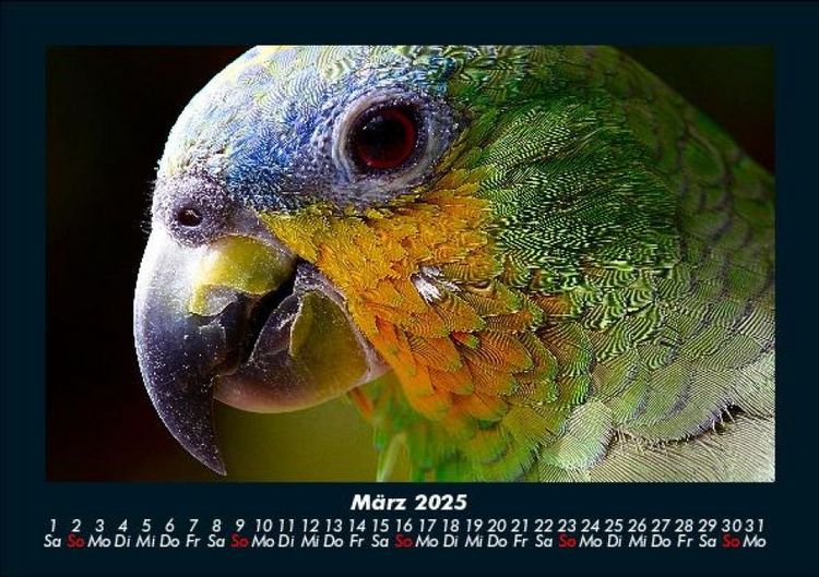 Produktbild: Vogelparadies 2025 Fotokalender DIN A5