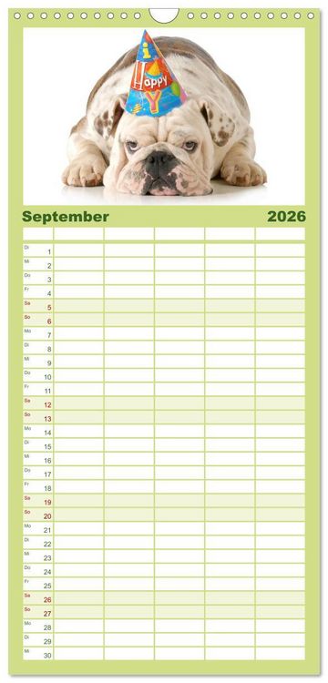 Produktbild: Familienplaner 2026 - English Bulldog XXL Models mit 5 Spalten (Wandkalender, 21 x 45 cm) CALVENDO
