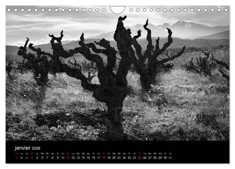 Produktbild: VIGNES DU SUD terroirs d'AOC (Calendrier mural 2026 DIN A4 vertical), CALVENDO calendrier mensuel