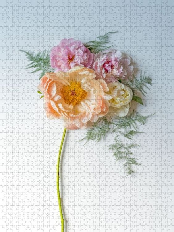Produktbild: CALVENDO Puzzle Pfingstrosentraum | 1000 Teile Lege-Gr&ouml;&szlig;e 64x48cm Foto-Puzzle f&uuml;r gl&uuml;ckliche Stunden