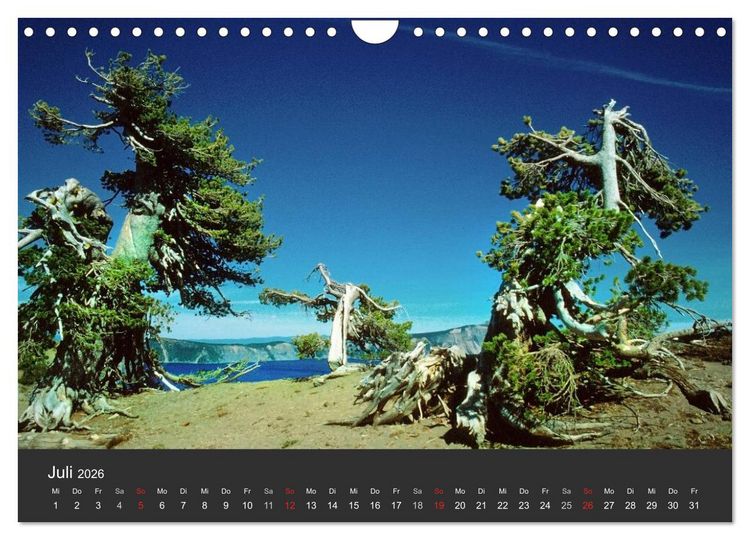 Produktbild: Alte B&auml;ume Alte Veteranen (Wandkalender 2026 DIN A4 quer), CALVENDO Monatskalender