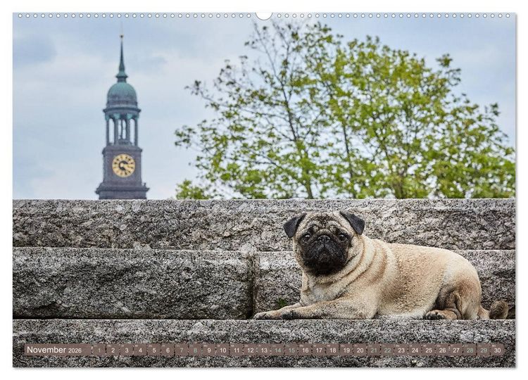 Produktbild: Hamburg - Stadt der M&ouml;pse (hochwertiger Premium Wandkalender 2026 DIN A2 quer), Kunstdruck in Hochglanz