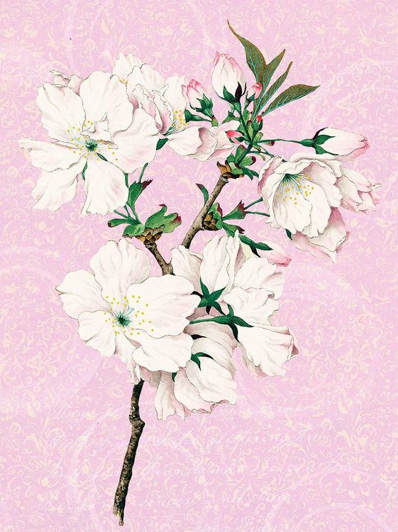 Produktbild: Die G&auml;rten der K&uuml;nstler Geschenkpapier-Heft Motiv Orchidee
