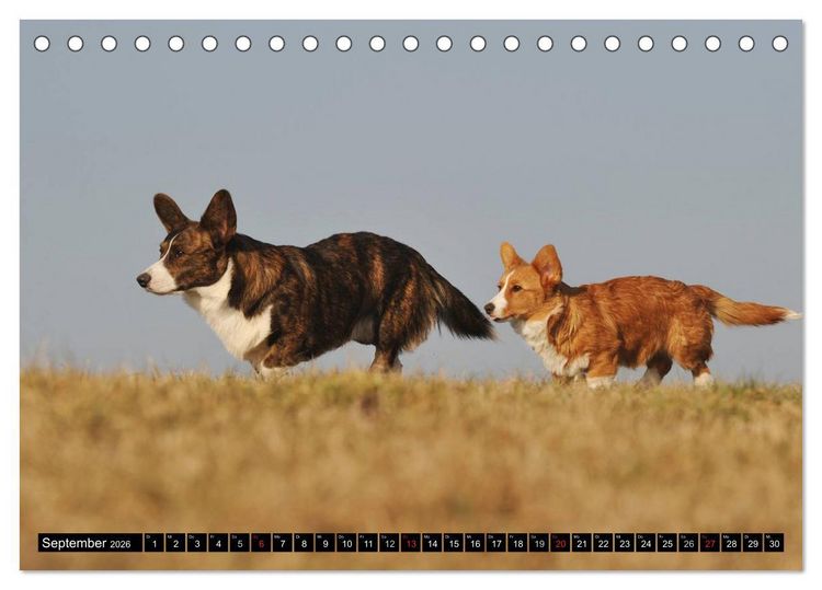 Produktbild: Welsh Corgi - Kobold auf 4 Pfoten (Tischkalender 2026 DIN A5 quer), CALVENDO Monatskalender