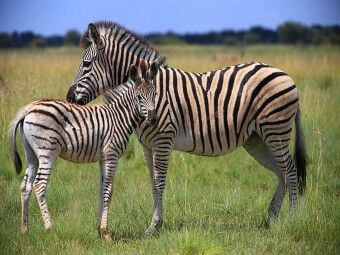 Produktbild: CALVENDO Puzzle Zebras | 1000 Teile Lege-Gr&ouml;&szlig;e 64x48cm Foto-Puzzle f&uuml;r gl&uuml;ckliche Stunden