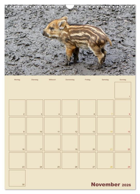 Produktbild: Wildschweine (Wandkalender 2026 DIN A3 hoch), CALVENDO Monatskalender