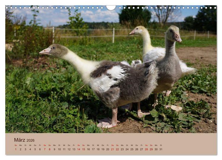 Produktbild: Bauernhoftiere - Von Klein bis Gro&szlig;, mit Fell und mit Federn. (Wandkalender 2026 DIN A3 quer), CALVENDO Monatskalender