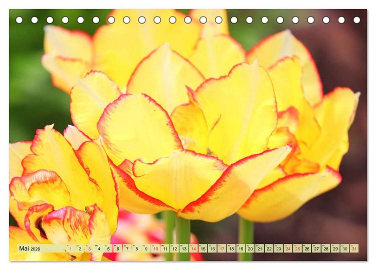 Produktbild: Tulpen. Zauberhafte Bl&uuml;tenpracht (Tischkalender 2026 DIN A5 quer), CALVENDO Monatskalender
