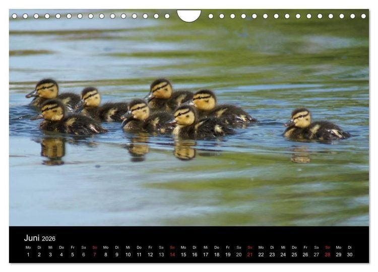 Produktbild: Das Leben der Enten (Wandkalender 2026 DIN A4 quer), CALVENDO Monatskalender