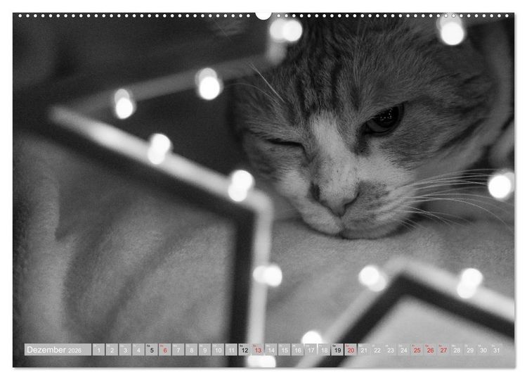 Produktbild: Katzen Pers&ouml;nlichkeiten 2026 (Wandkalender 2026 DIN A2 quer), CALVENDO Monatskalender